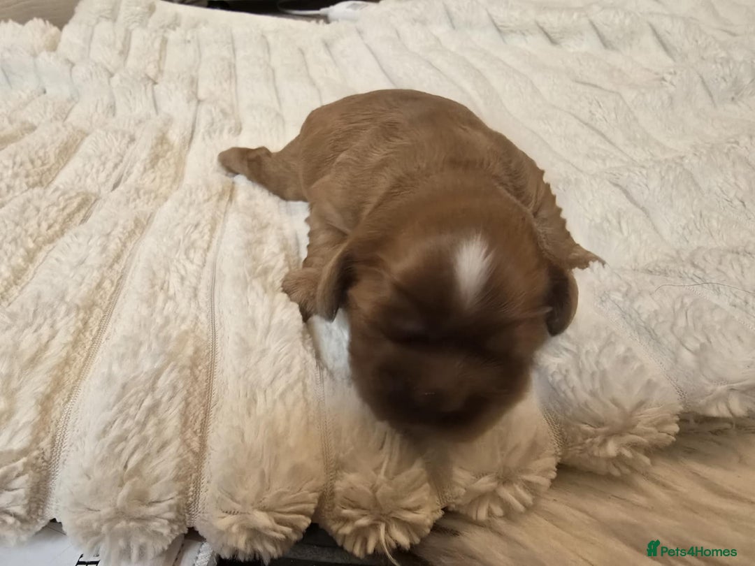Cavalier King Charles Spaniel dogs for sale: Ruby boys kc cavalier King Charles puppies  - Image 30