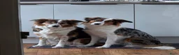 Border Collie dogs for stud: Looking for Stud - Advert 7