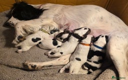 Sprocker dogs for sale: 6 Sprocker Pups - Image 8