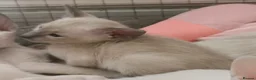 Siamese cats for sale: Siamese Kittens for sale - Advert 11
