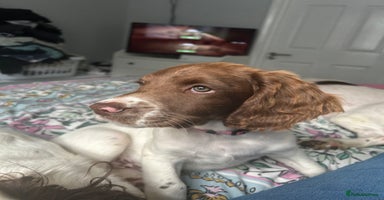 English Springer Spaniel dogs - Advert 4