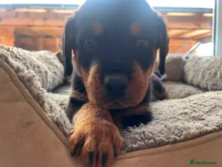 Rottweiler dogs Beautiful Rottweiler Pups - Advert 7