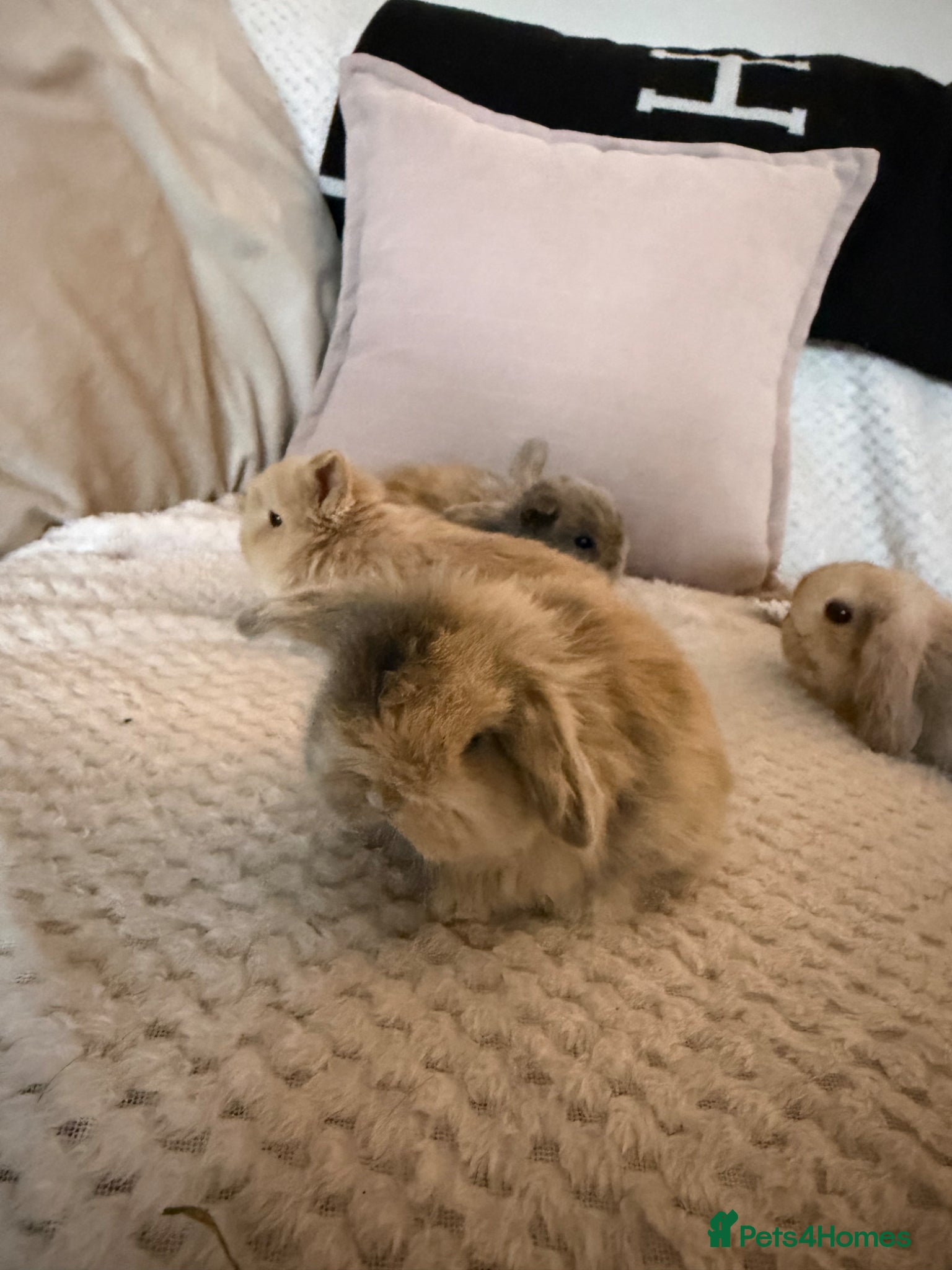 Mini Lop rabbits Beautiful mini lop bunnies - Advert 7