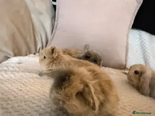 Mini Lop rabbits Beautiful mini lop bunnies - Advert 7