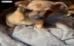 Mixed Breed dogs for sale: Beautiful jackchi puppies  - Advert 10