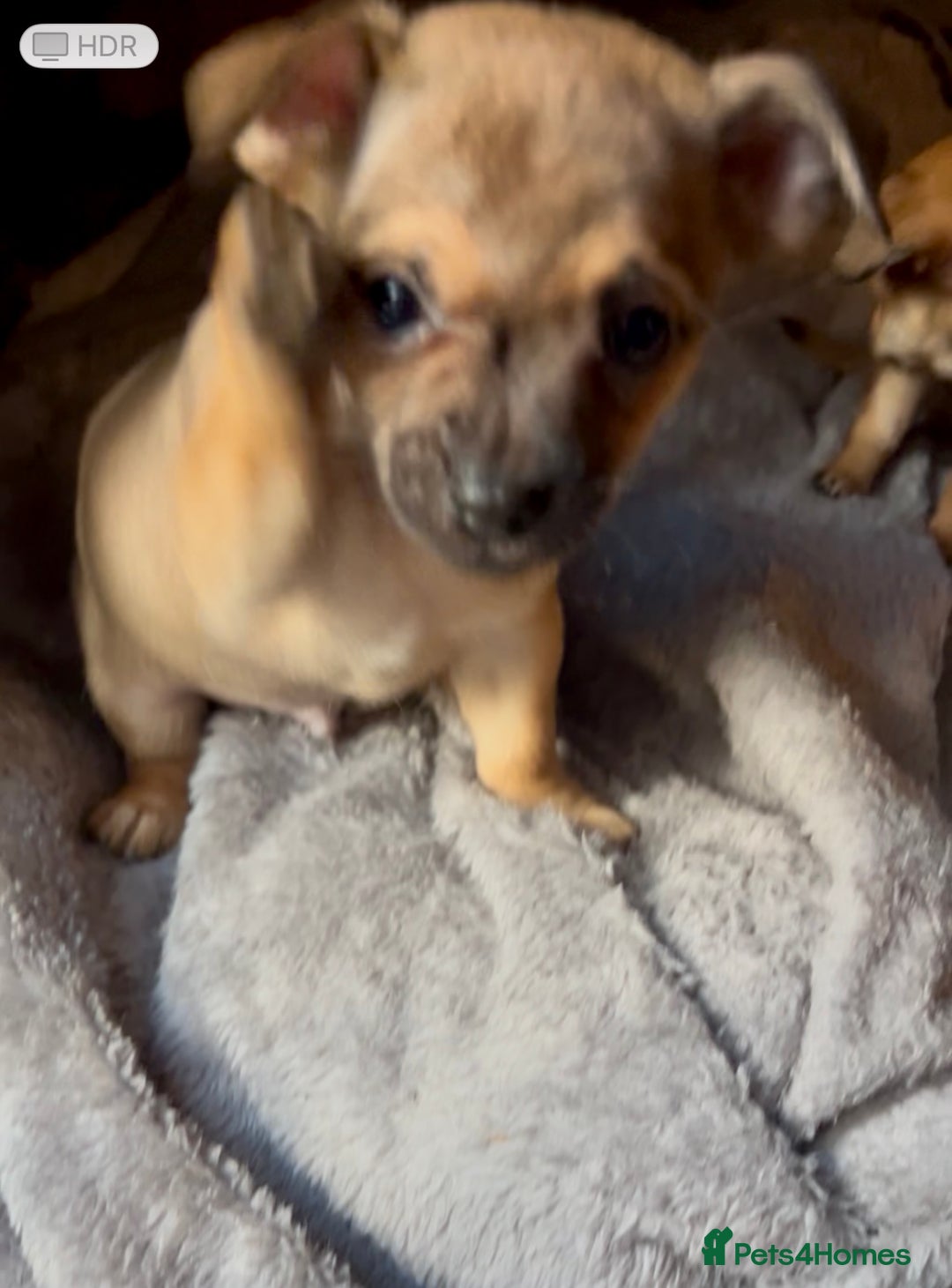 Mixed Breed dogs for sale: Beautiful jackchi puppies  - Advert 10