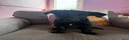Borador dogs for sale: Borador puppies for sale  - Advert 11