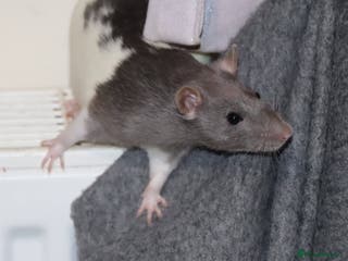 Rat rodents Two cute rats sisters - Advert 9