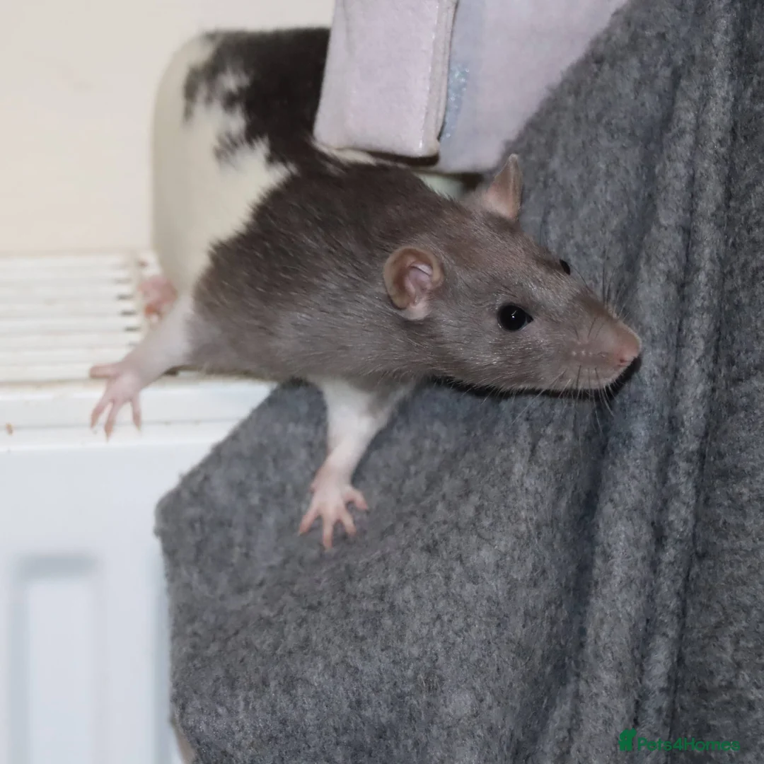 Rat rodents for sale: Two cute rats sisters - Advert 1