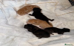 Mixed Breed cats for sale: Kittens for sale - Image 1