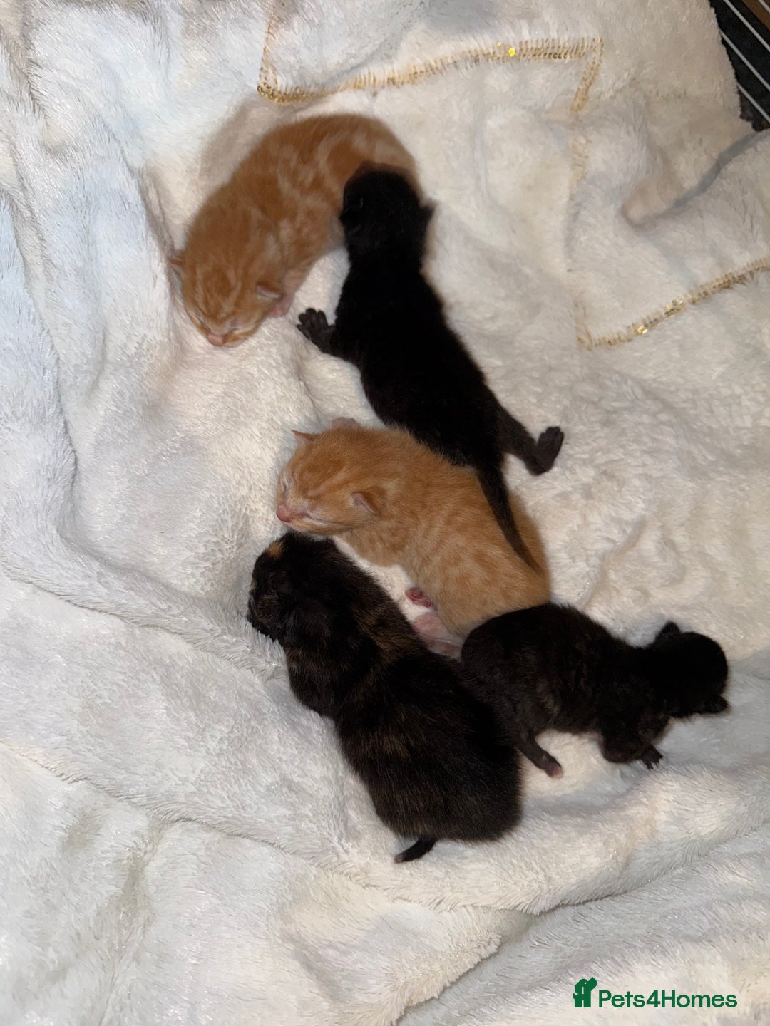 Mixed Breed cats for sale: Kittens for sale - Image 1