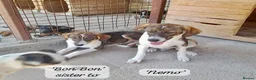 Mixed Breed dogs for adoption: Nemo, 9 months approx. Available for adoption. in Brixham - Advert 1