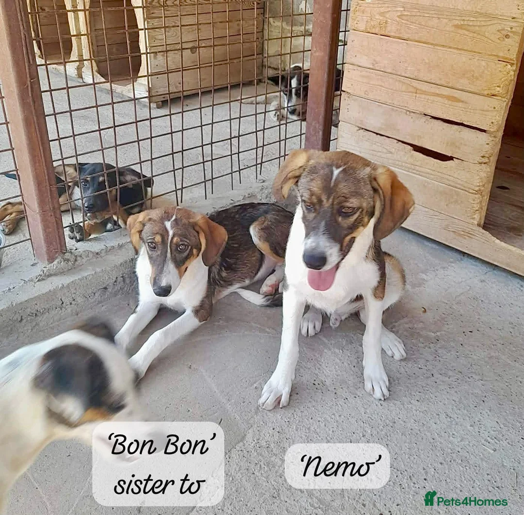 Mixed Breed dogs for adoption: Nemo, 9 months approx. Available for adoption. in Brixham - Advert 1
