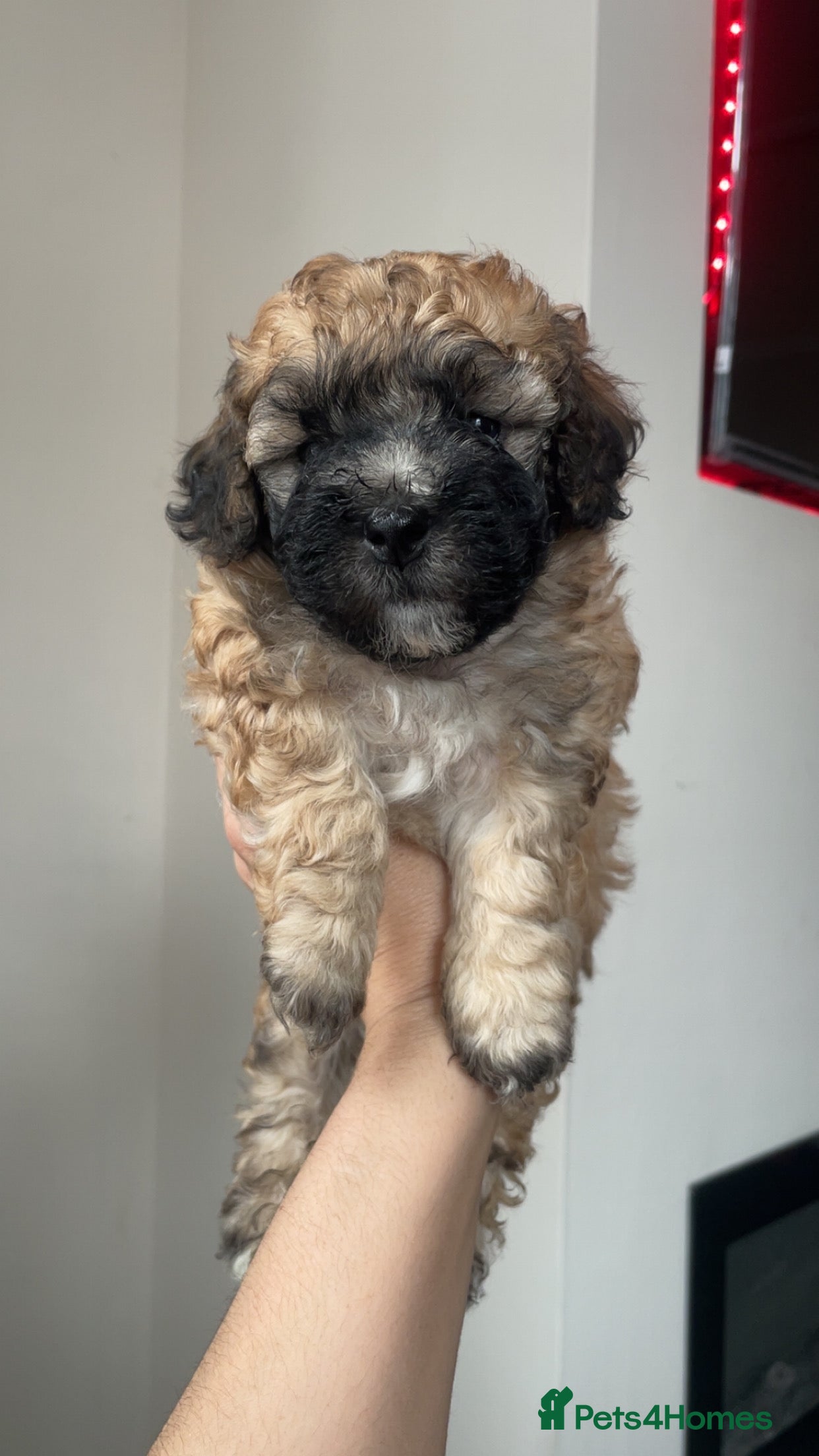 Poochon dogs for sale: Ready to leave NOW poochons🐶❤️ - Advert 21