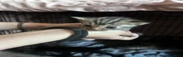 Bengal cats for sale: Bengal kittens for sale  - Advert 6
