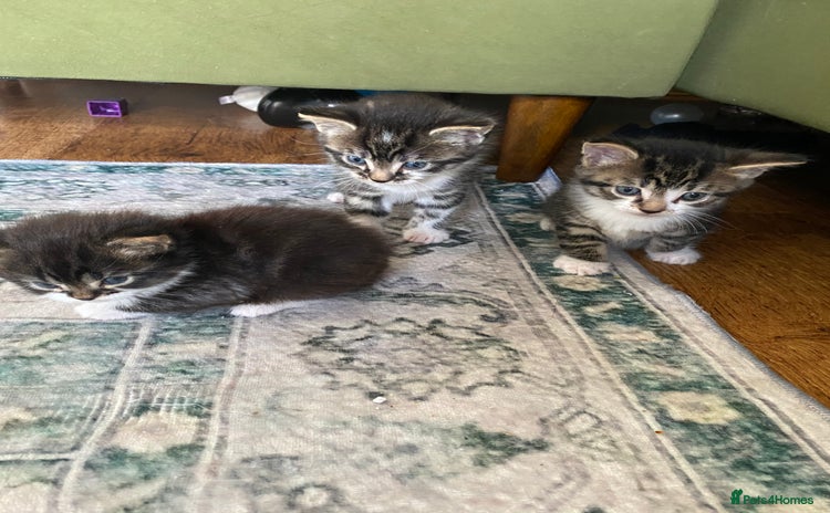 Mixed Breed cats - Advert 6
