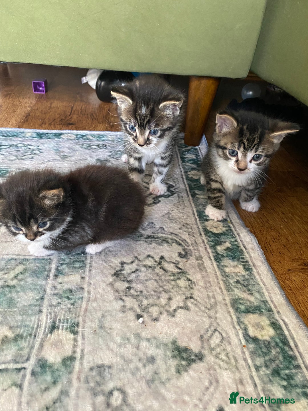 Mixed Breed cats for sale: Kittens for sale  - Image 1