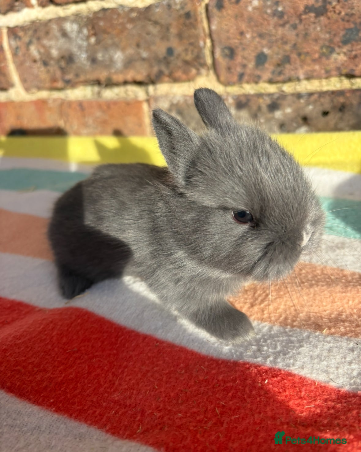 Netherland Dwarf rabbits  Netherland dwarf bunny boy ready to leave now  - Advert 1