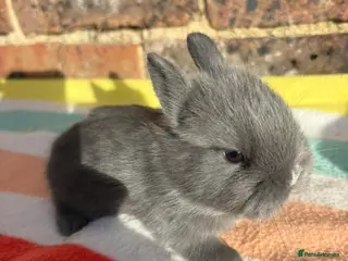 Netherland Dwarf rabbits Netherland dwarf bunny boy ready to leave now - Advert 1
