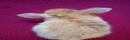 Mini Lop rabbits for sale: 🐰6 Mini Lop x Angora Baby Bunnies for Sale🐰 - Advert 9