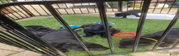 Labrador Retriever dogs for sale: Beautiful litter of black Labrador pups  in Beverley - Advert 9