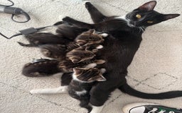 Mixed Breed cats for sale: 5 kittens for sale beautiful tabby and markings - Image 4