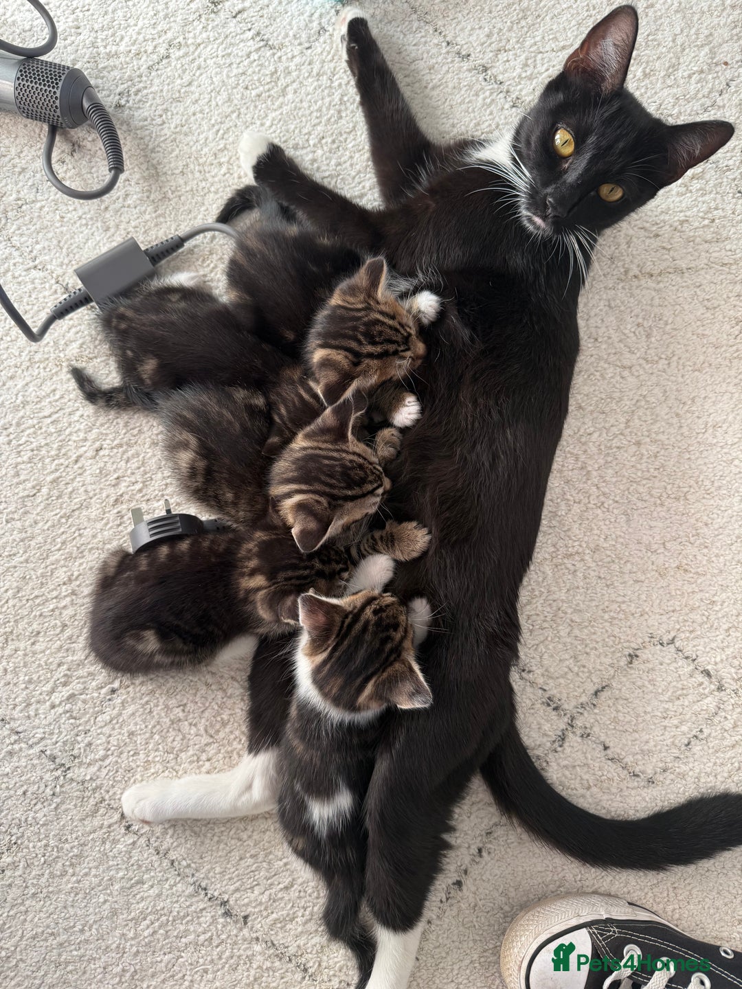 Mixed Breed cats for sale: 5 kittens for sale beautiful tabby and markings - Image 4