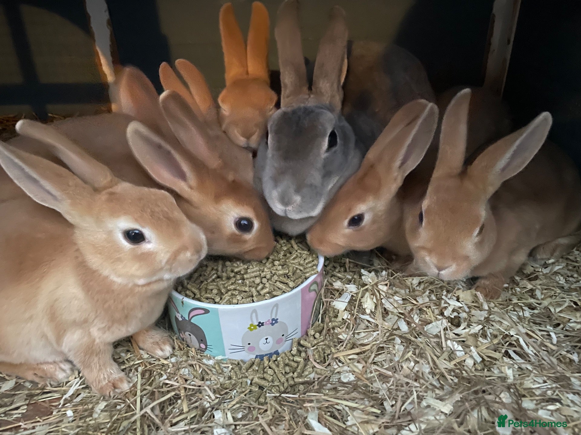 Rex rabbits for sale: 🐰 8 week old Pure bred mini Rex 🐰  - Advert 4