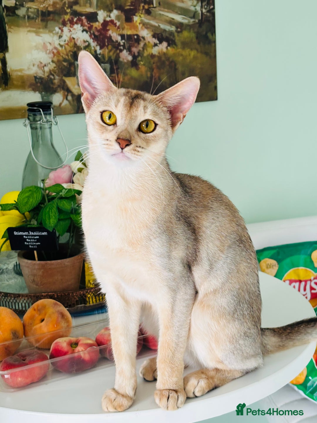 Abyssinian cats for sale: Pure pedigree Tica registered Abyssinian kittens  - Image 5