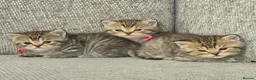 British Shorthair cats for sale: Gorgeous Golden Tabby ✨ British Shorthair Kitten ⭐ - Advert 27