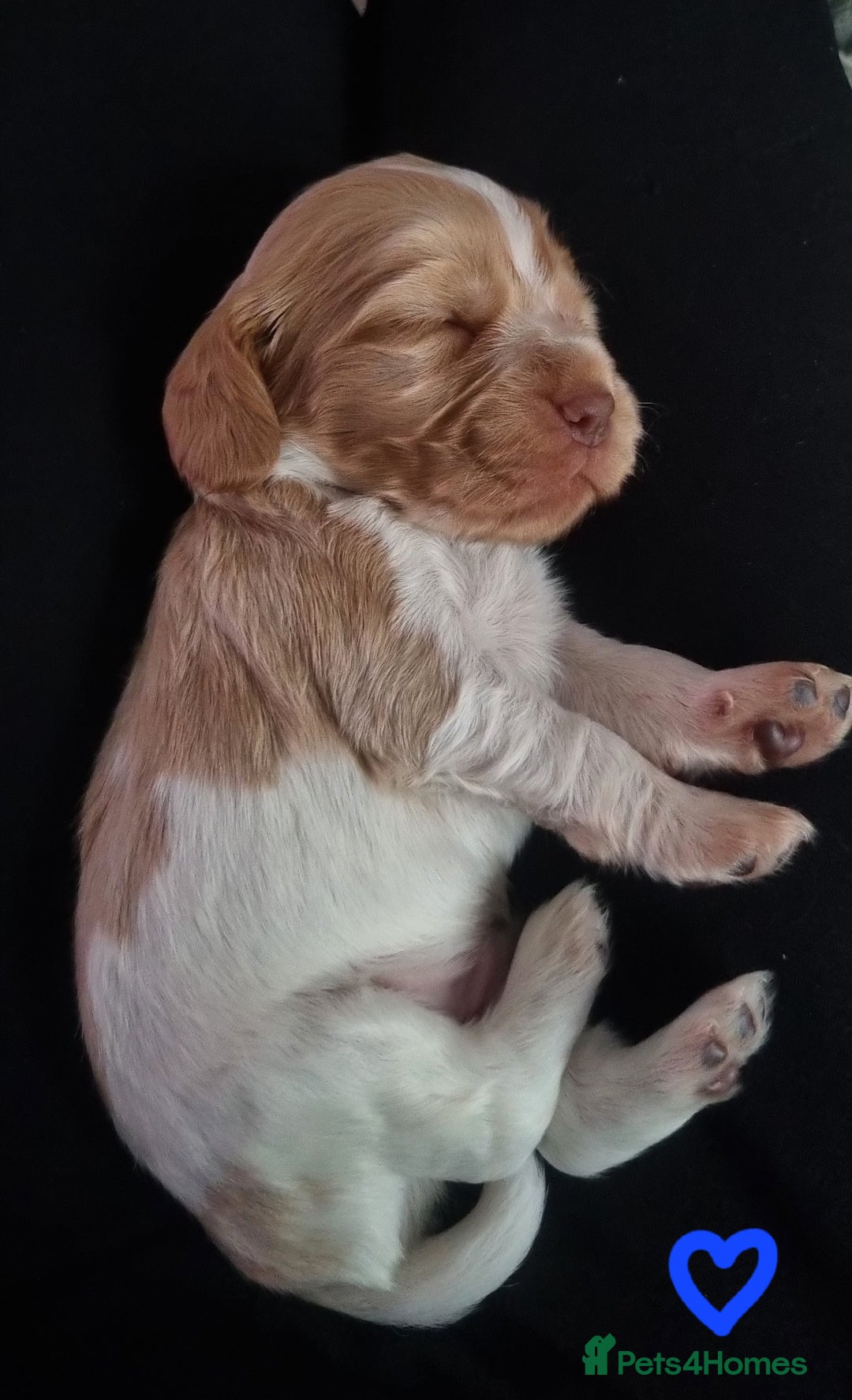 Cocker Spaniel dogs for sale: Charming English Show Cocker Spaniel Puppies  - Advert 12