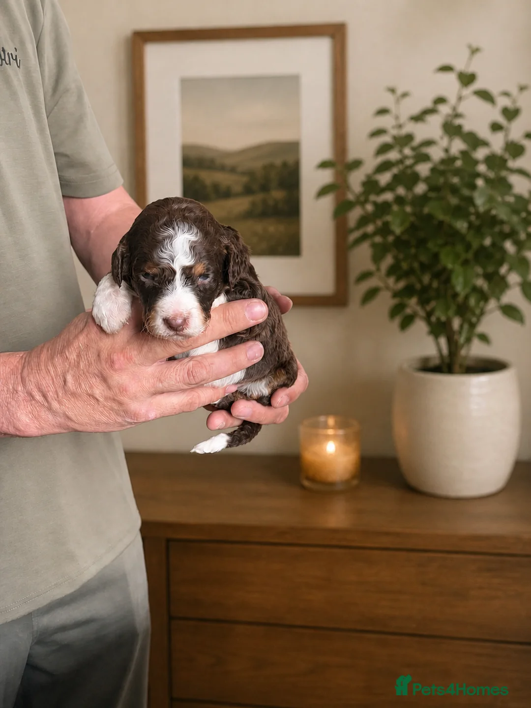 Bernedoodle dogs for sale: Stunning bernedoodle puppies  - Advert 1