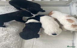 Mixed Breed dogs for sale: Cocker collie cross  - Image 32