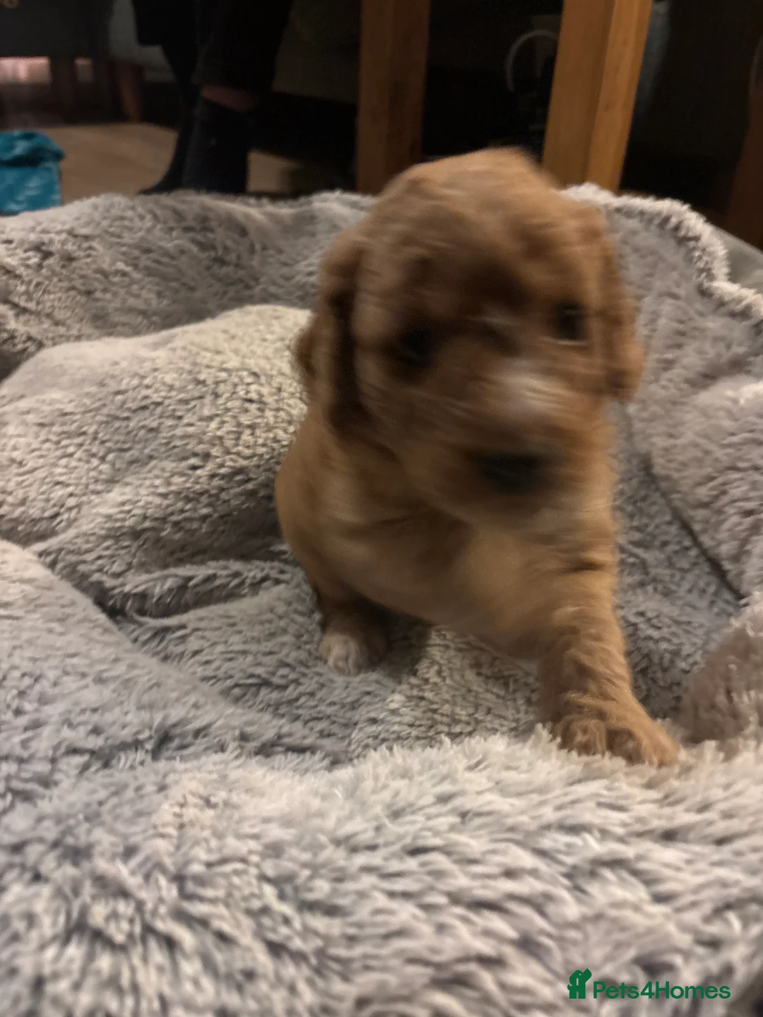 Mixed Breed dogs for sale: gorgeous cockacavapoochon for sale, !!LAST ONE!! - Advert 3