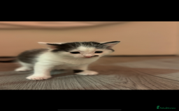 British Shorthair cats for sale: Two beautiful female kittens✨ - Image 5