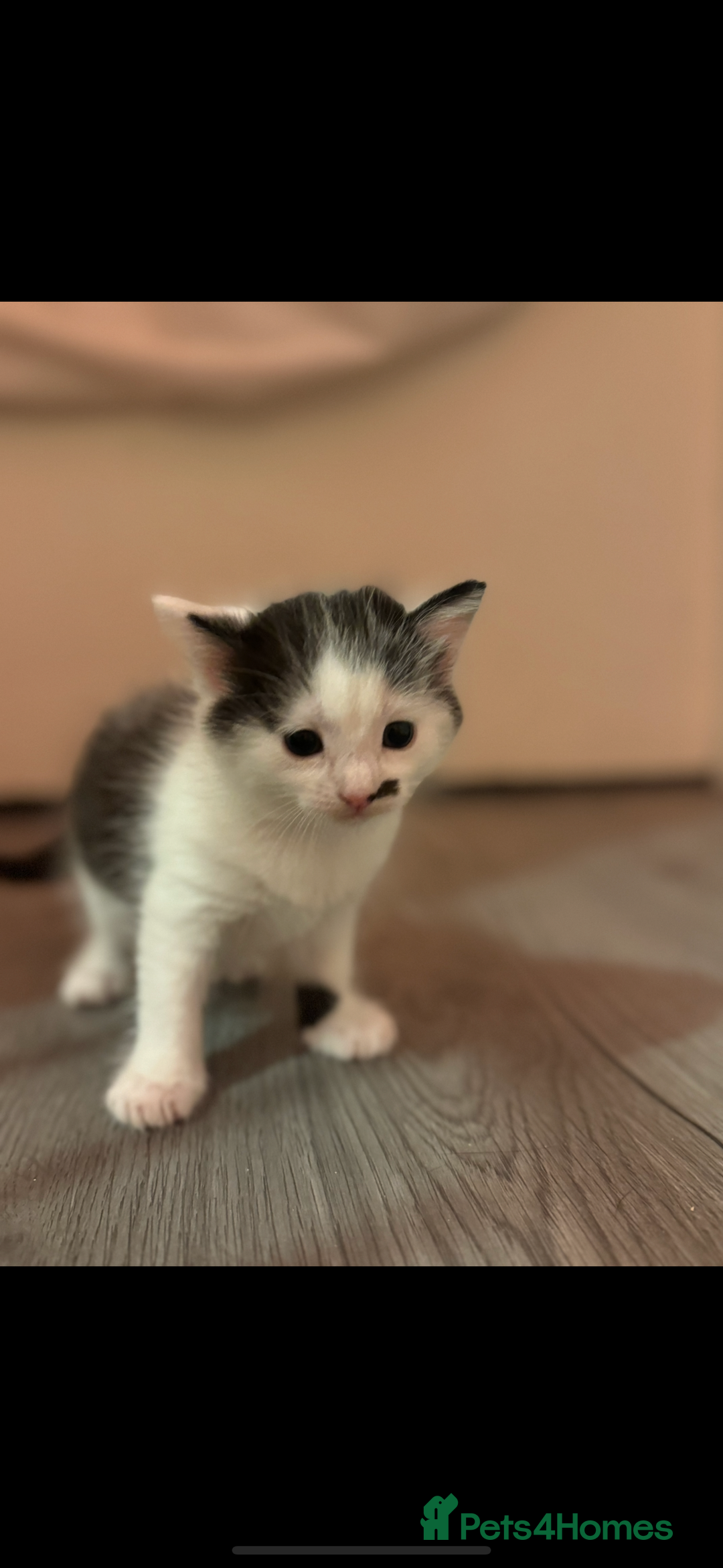 British Shorthair cats for sale: Two beautiful female kittens✨ - Image 5