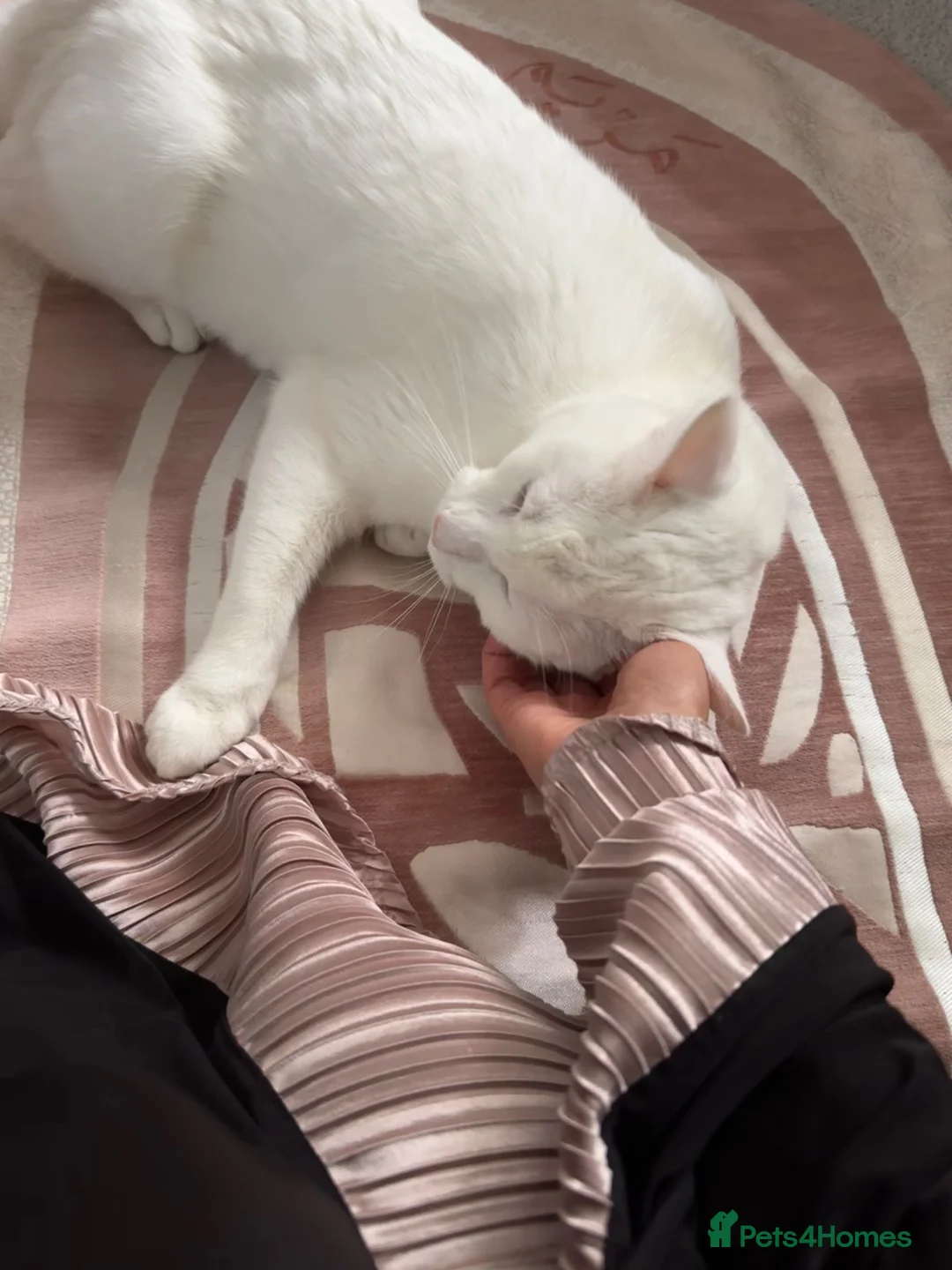 Ragdoll cats for sale: ragdoll boy kitten  in Purley - Advert 2