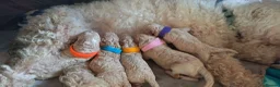 Poochon dogs for sale: F1 Poochon Puppies - Advert 5