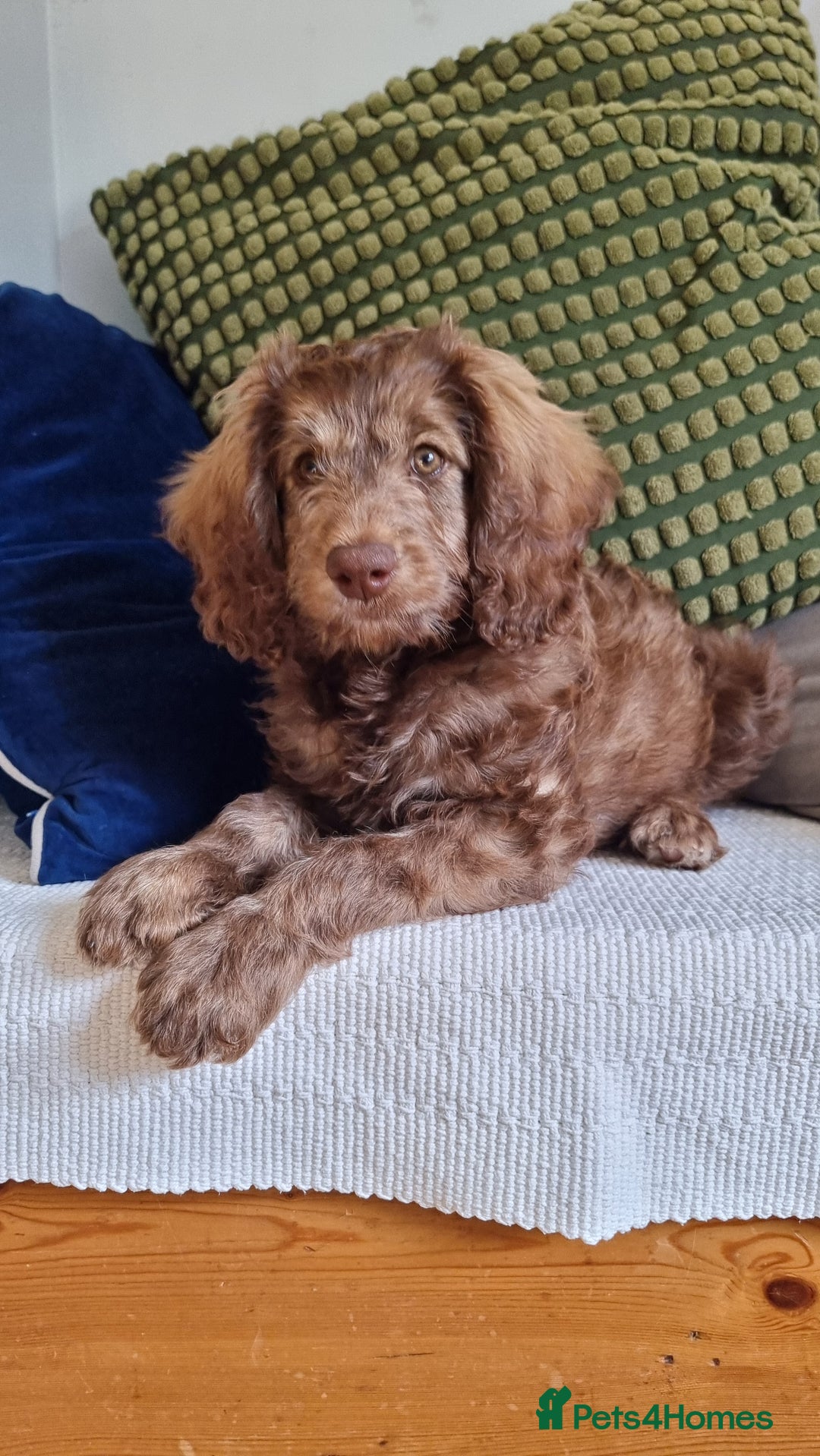 Cavapoo dogs for sale: F1b Standard Cavapoo, 3 remaining ready to leave in Watchet - Image 4