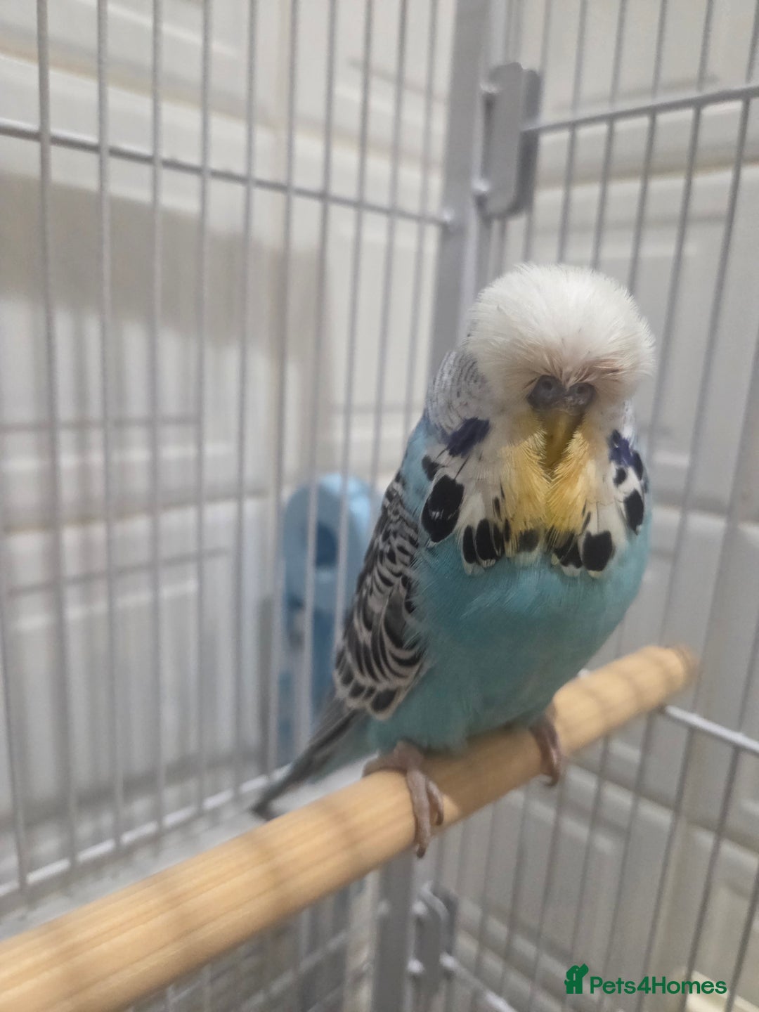 Budgerigars birds for sale: Exhibition budgies - Advert 4