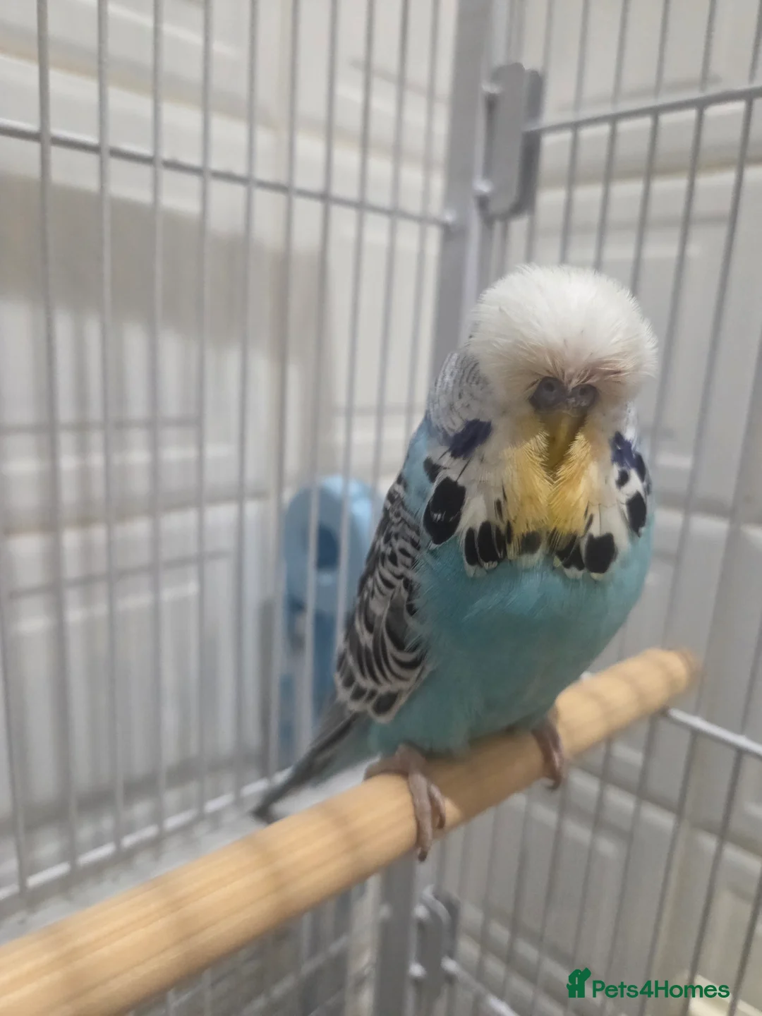 Budgerigars birds for sale: Exhibition budgies - Advert 4