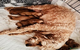 Cavapoo dogs for sale: Stunning fox red f1b Cavapoo puppies - Image 4