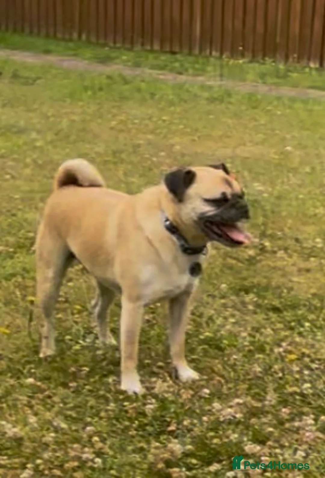 Jug dogs for sale: Lovely Male Jug needs urgent home - Advert 2