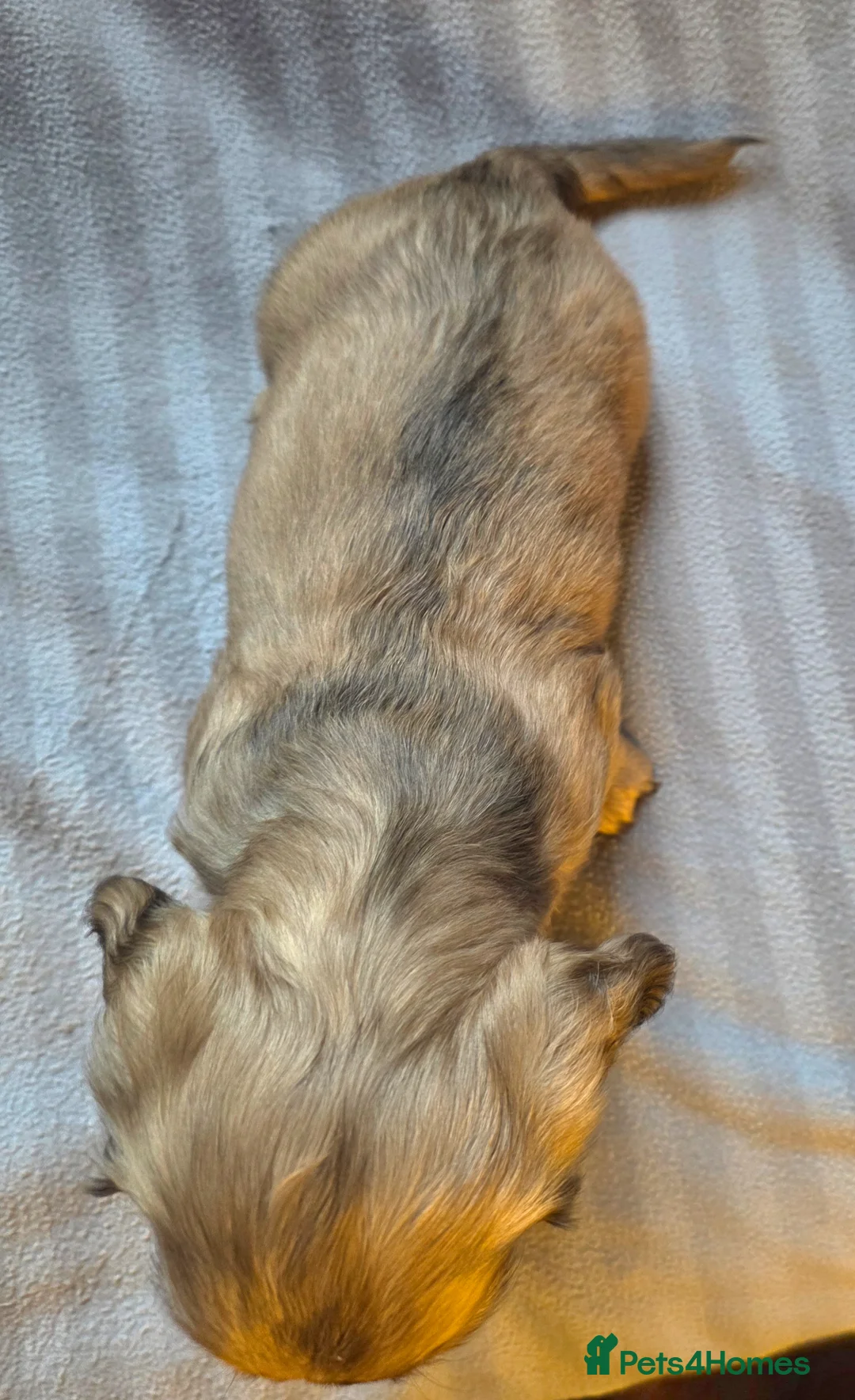 Dachshund dogs for sale: Sausage Squad looking for their Forever Sofas!  - Advert 22