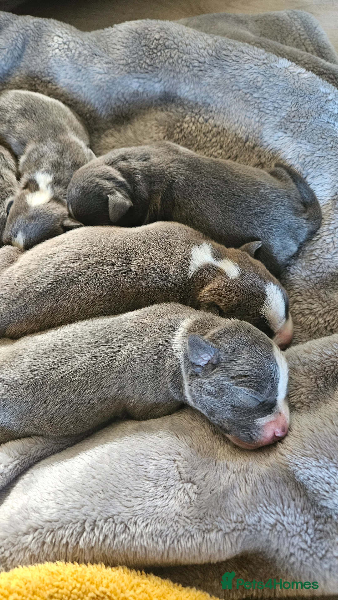 Staffordshire Bull Terrier dogs for sale: Blue staffy pups. Blue bronsen bloodline - Advert 7