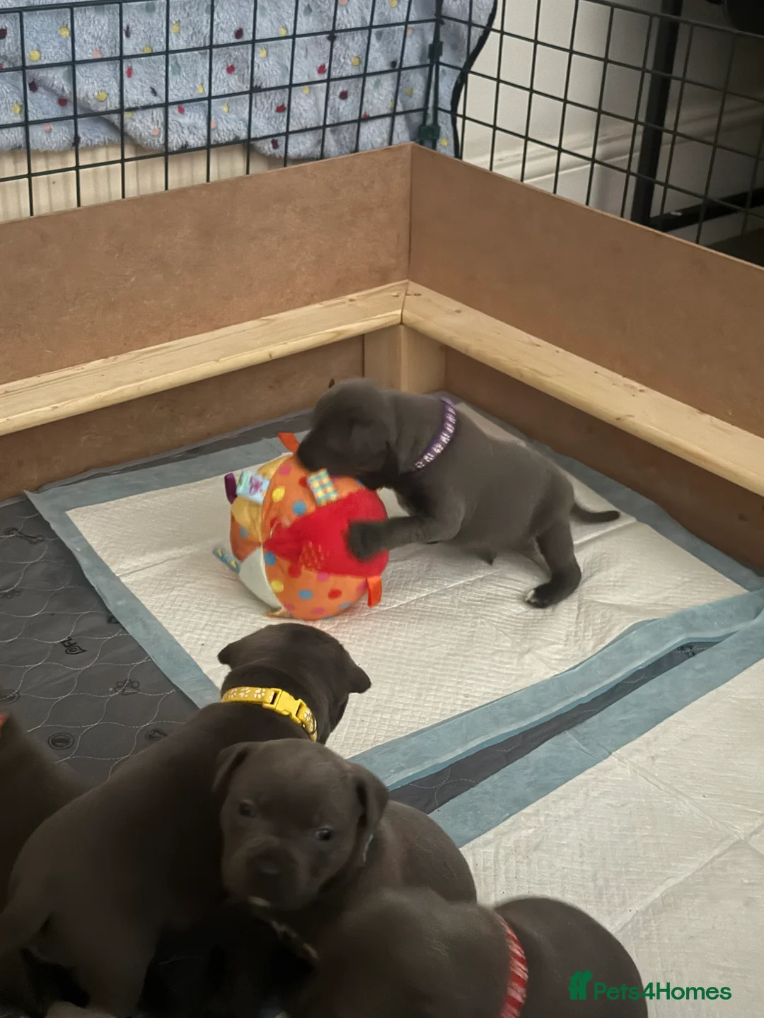 Staffordshire Bull Terrier dogs for sale: Top Quality Blue Staffys - Advert 3