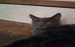 Maine Coon cats for sale: Maicoon  - Image 12