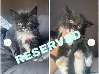 Mixed Breed cats - Advert 26