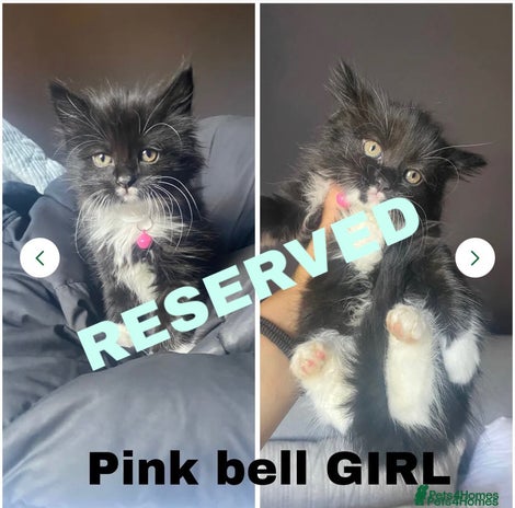 Mixed Breed cats - Advert 6