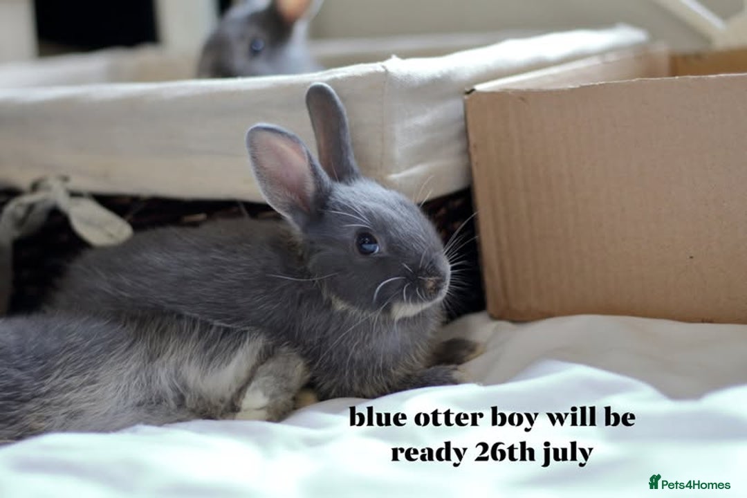 Netherland Dwarf rabbits for sale: pure bred netherland dwarf new litter - Image 2